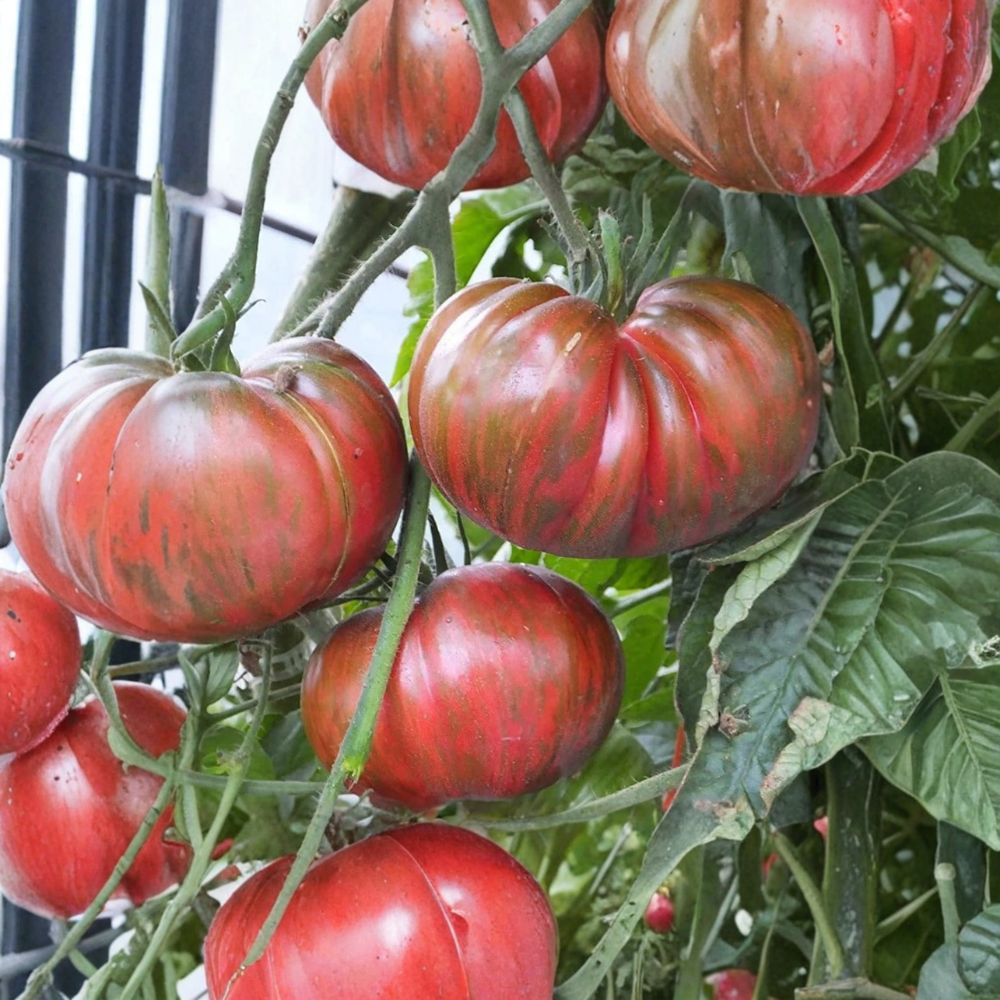 Pink Berkeley Tie-Dye Tomato Seeds | 50 Organically Grown Heirloom Seeds | Solanum lycopersicum | Garden & Container Friendly