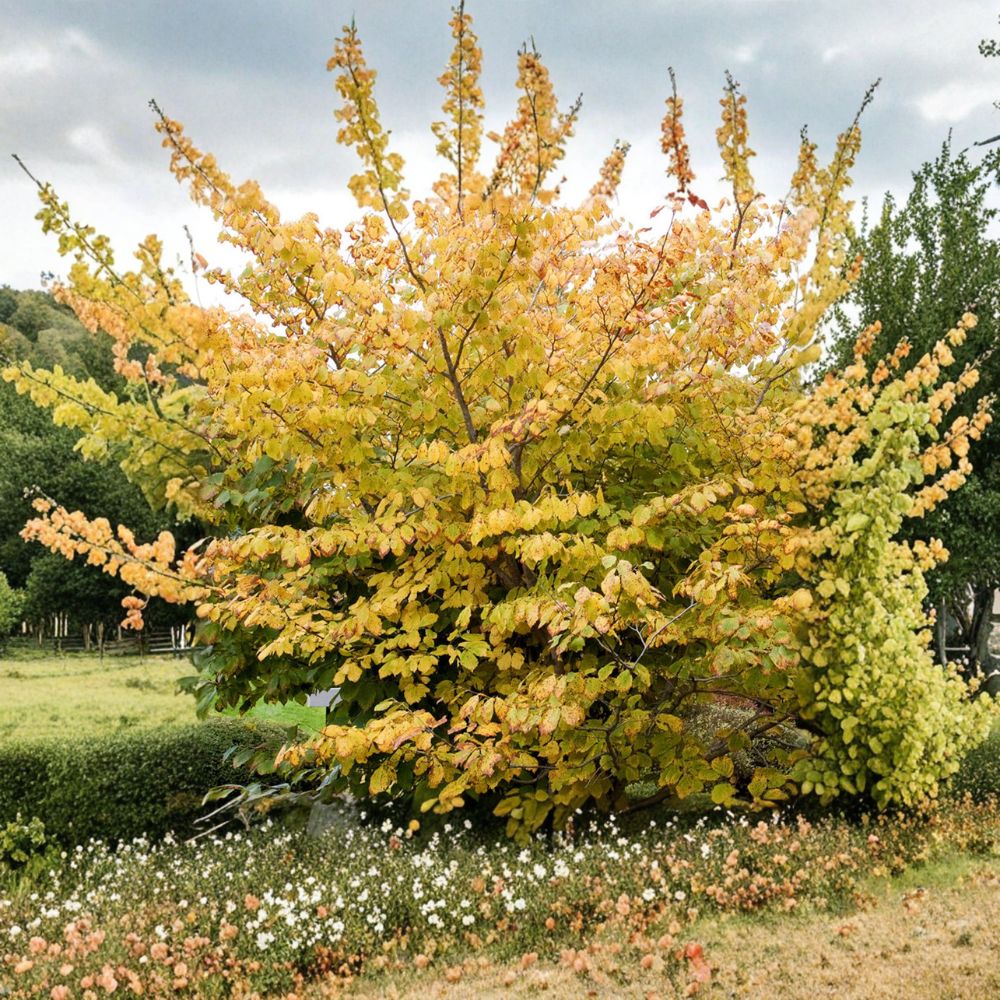 Witch Hazel Live Plant - 10 Inch Goldcrest Variety - Fragrant Golden Yellow Blooms - Hamamelis mollis 'Goldcrest'
