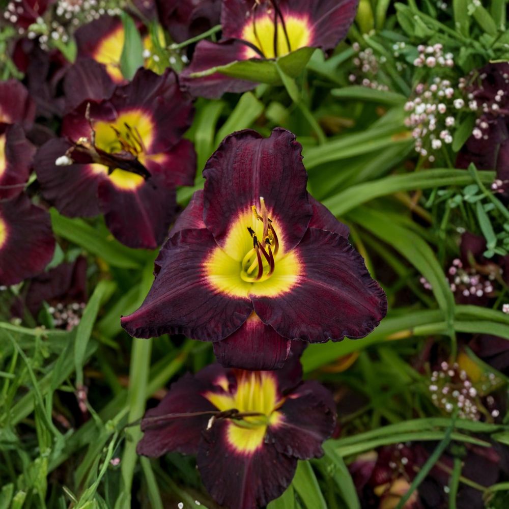 Hemerocallis 'Bela Lugosi' Daylily - 3 Bare Root Plants - Deep Purple Blooms - Hardy Perennial Flower - Grade #1 Roots