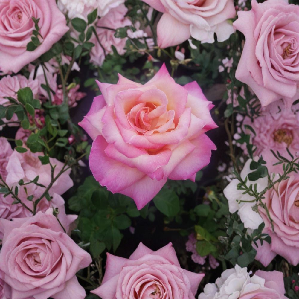 Kordes Perfecta Rose Live Plant | 2 Gallon | Everblooming Hybrid Tea Rose | Rosa Hybrid Tea 'Kordes Perfecta' | Cream & Pink Blooms