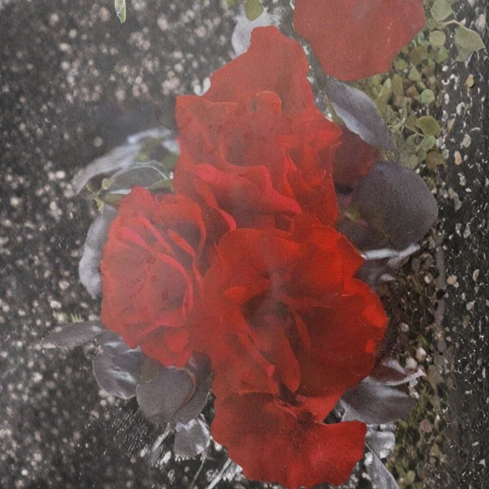Europeana Floribunda Rose Bush Plant | 2 Gallon Dark Crimson Red | Everblooming Flowering Shrub | Rosa hybrid 'Europeana'