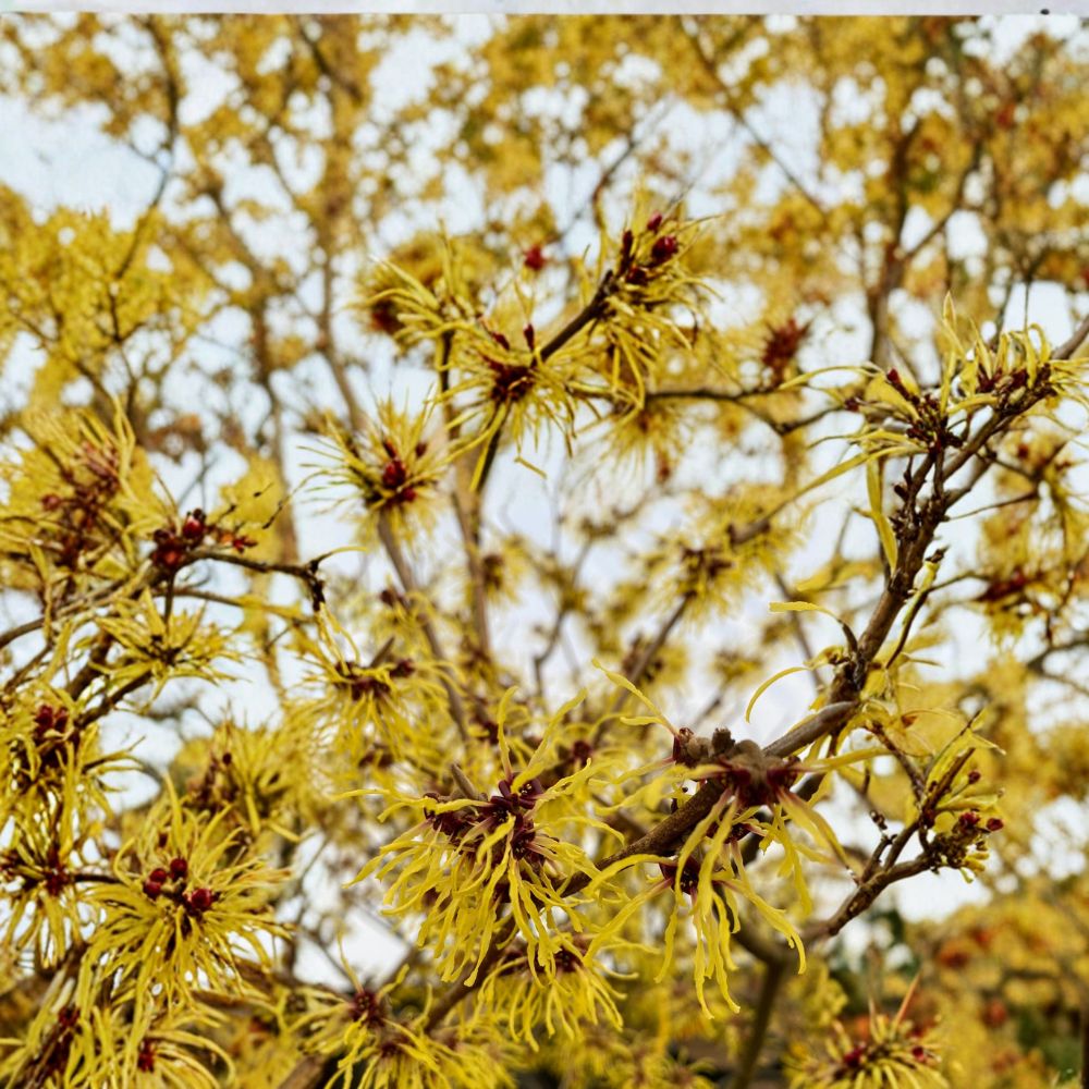 Witch Hazel Live Plant 12 Inches Hamamelis x intermedia 'Brandis' Bright Yellow Winter Blooms Hardy Ornamental Shrub