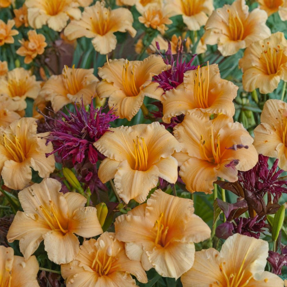 Dwarf Daylily Bare Root Plants - Hemerocallis 'Apricot Sparkles' - Apricot Blooms - Container Friendly Perennial - 3 Pack