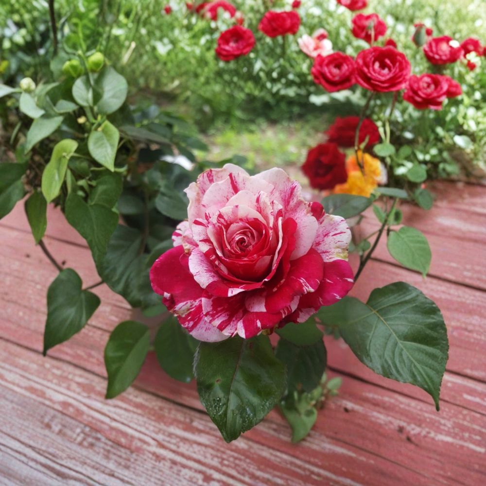Scentimental Floribunda Rose Plant - 3 Gallon Live Bush - Burgundy and White Striped Blooms - Rosa hybrid 'Scentimental'