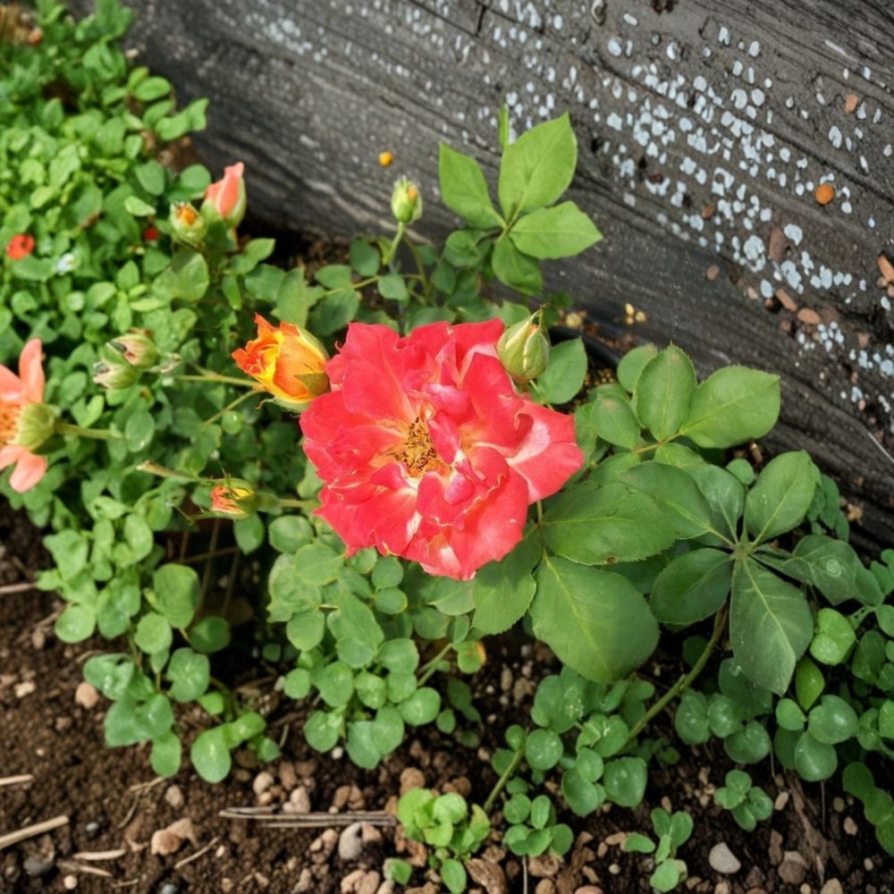 Pinata Rose Live Plant - 2 Gallon Size - Yellow Orange Blooms - Rosa 'Pinata' - Established Healthy Root System for Garden