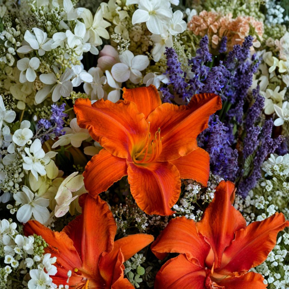 Hemerocallis 'Alabama Jubilee' Daylily - 3 Bare Root Plants | Fiery Red Orange Blooms | Award-Winning Perennial