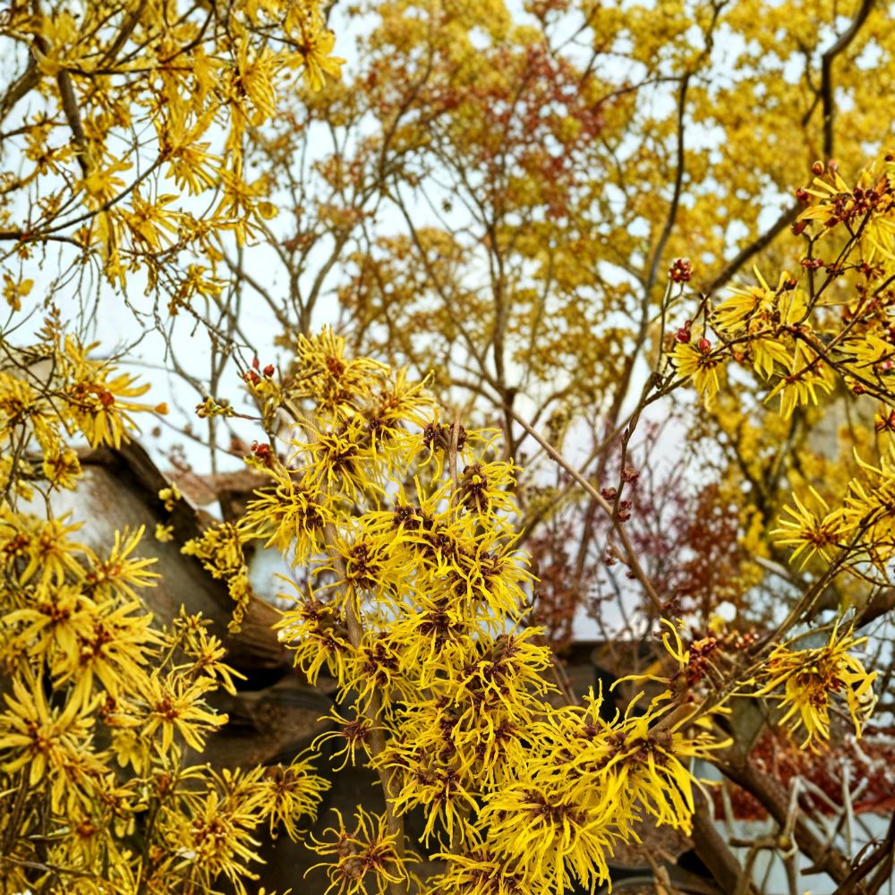 Witch Hazel Live Plant 12" Ripe Corn Hamamelis x intermedia Golden Winter Blooms Hardy Ornamental Shrub