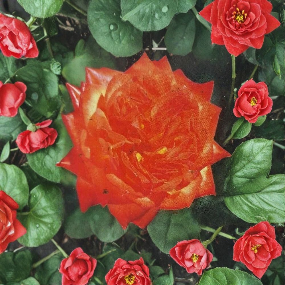 Charisma Rose Plant - 2 Gallon Everblooming Floribunda - Rosa Floribunda 'Charisma' - Red Orange Yellow Blooms