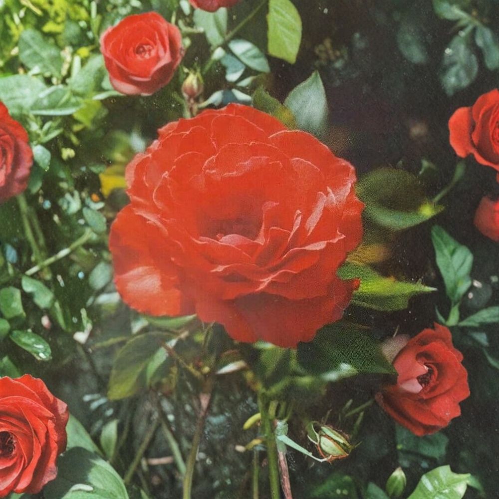 Floribunda Rose Bush Plant - 5 Gallon Orange Red - Rosa hybrid 'Impatient' - Vibrant Blooming Shrub for Garden & Landscape