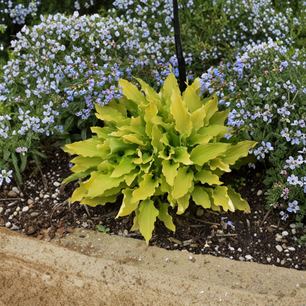 Hosta Starter Plant | Bare Root | 'Time in a Bottle' | Yellow Chartreuse Foliage | Shade Garden Perennial | Hosta 'Time in a Bottle'