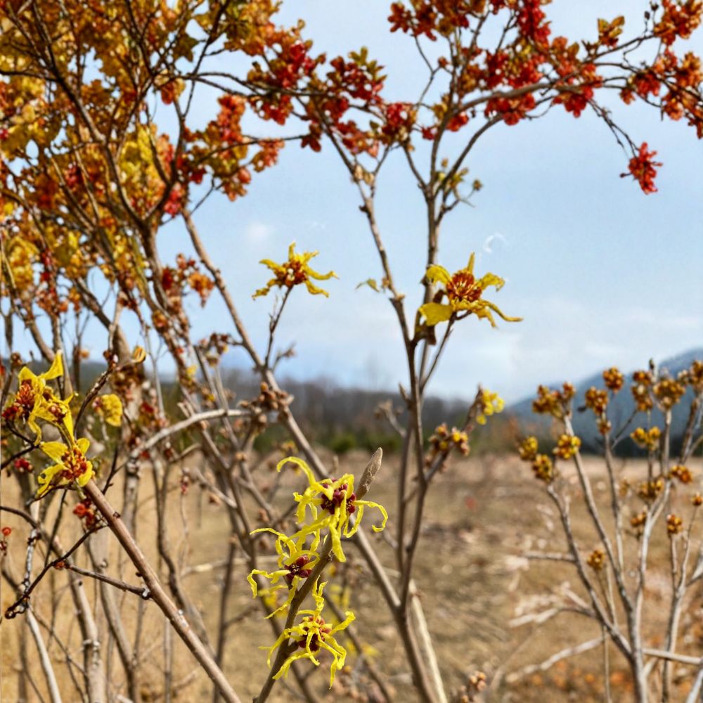 Witch Hazel Live Plant 15 Inches Early Bird Hamamelis x intermedia Compact Yellow Blooms Ornamental Shrub