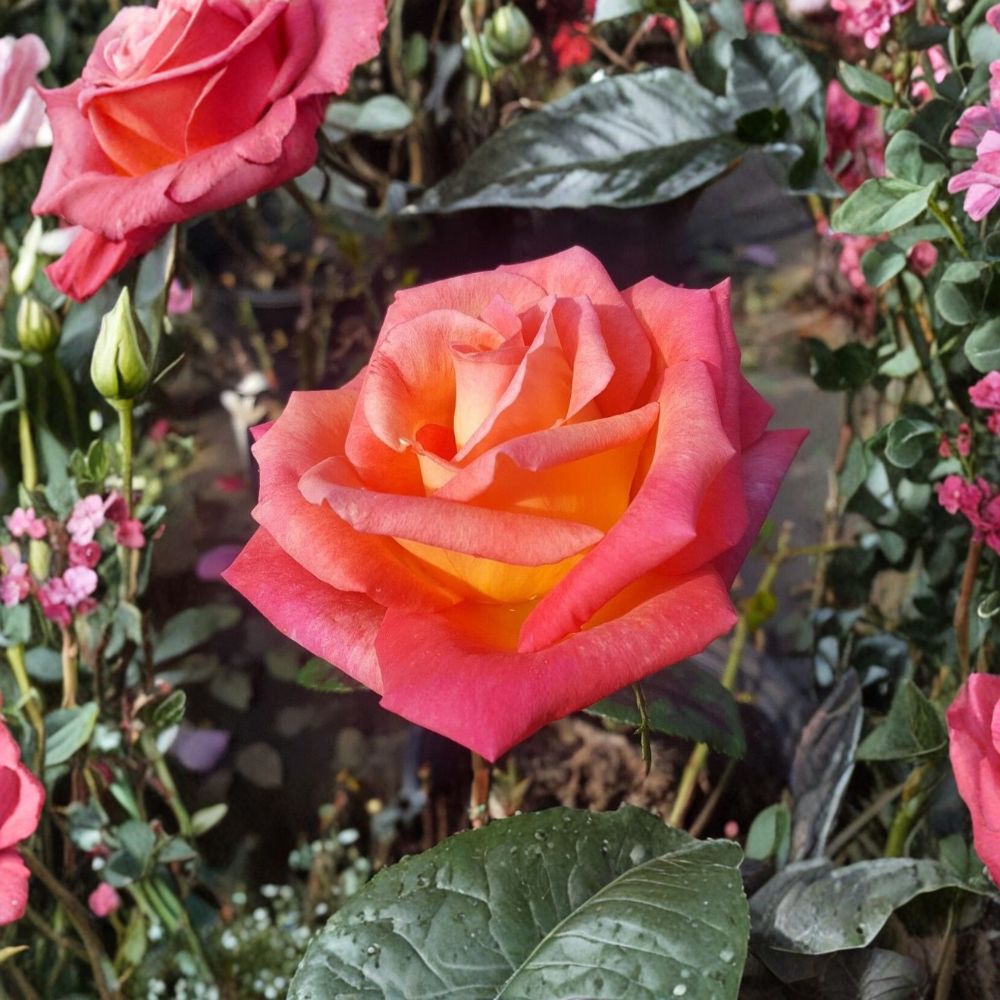 Mikado Rose Live Plant 2 Gallon | Scarlet Red & Yellow Blooms | Rosa Hybrid Tea 'Mikado' | Garden & Landscape Friendly
