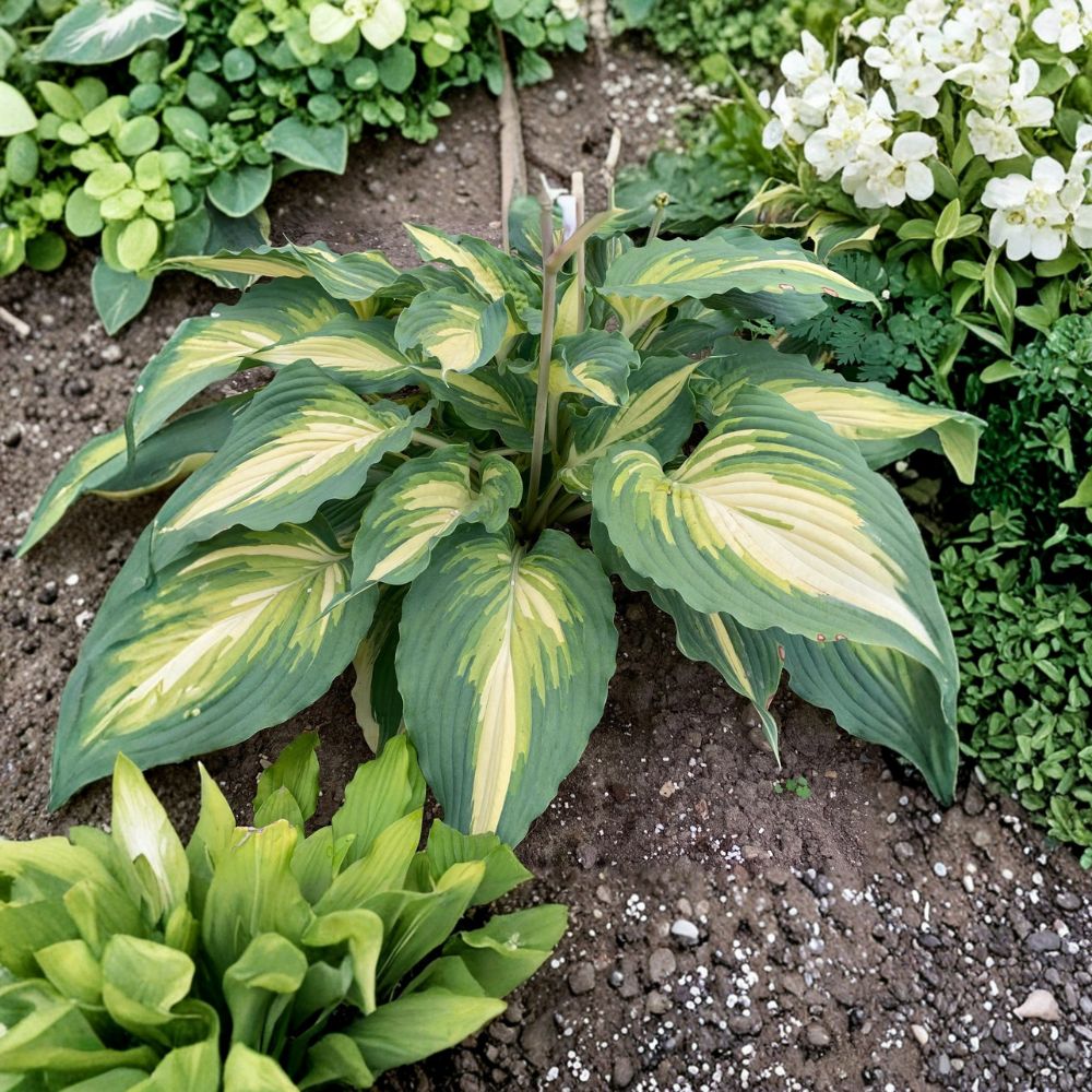 Hosta 'Love Story' Bare Root Starter Plant | Variegated Shade Perennial | Heart-Shaped Foliage | White Flowers | Hosta