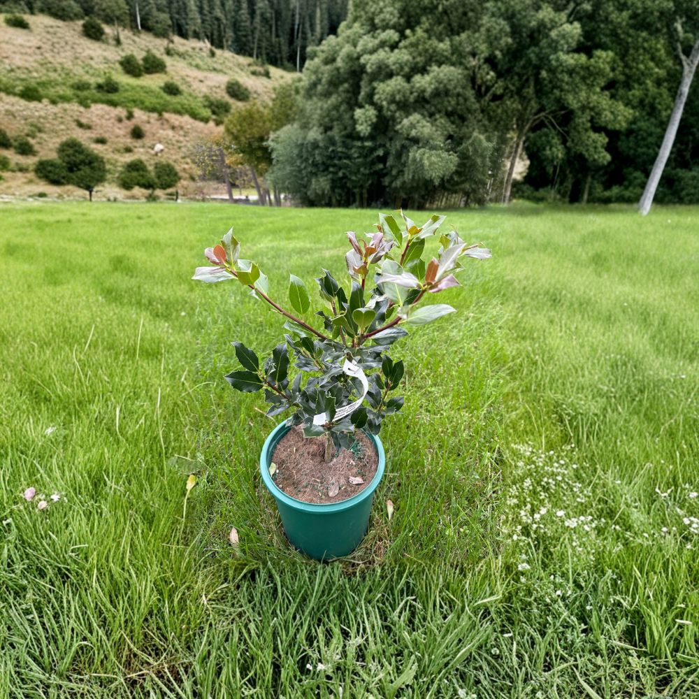 Ilex aquifolium 'Grandma' Live Plant | 2 Gallon Pot | Hardy Female English Holly | Evergreen Shrub with Bright Red Berries