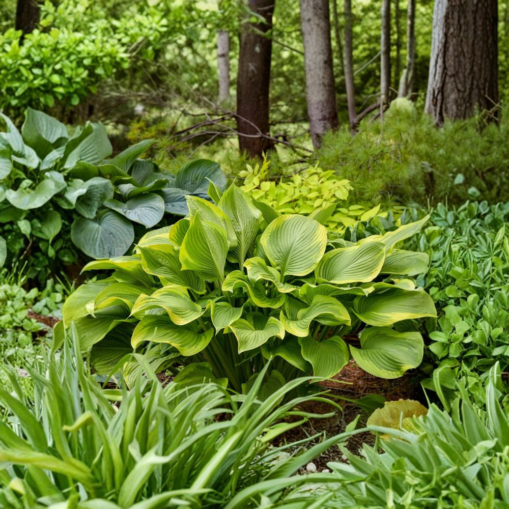 Hosta Starter Plant - Bare Root - 'Lone Star' - Gold Variegated Foliage - Hosta 'Lone Star' - Shade Garden Perennial