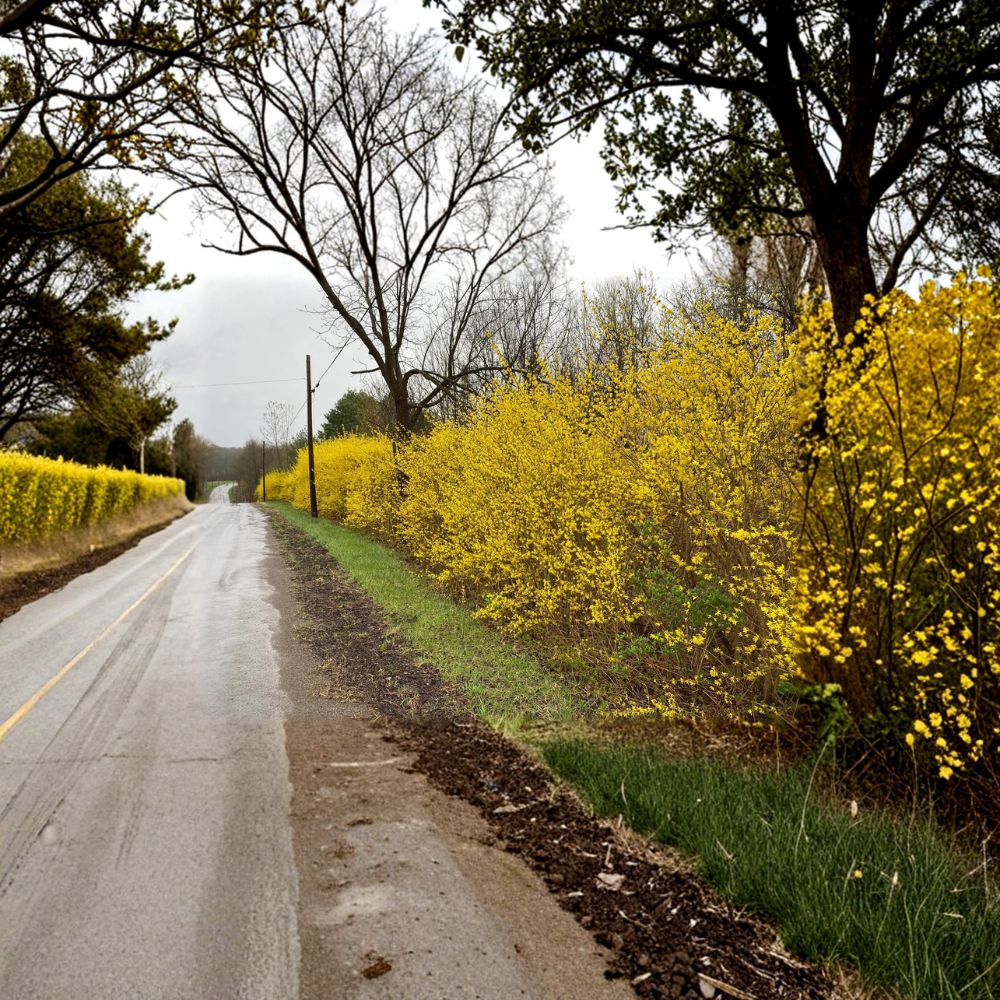 Lynwood Gold Forsythia Live Plant – 1 Gallon Pot – Bright Yellow Blooms – Forsythia x intermedia – Hardy Flowering Shrub