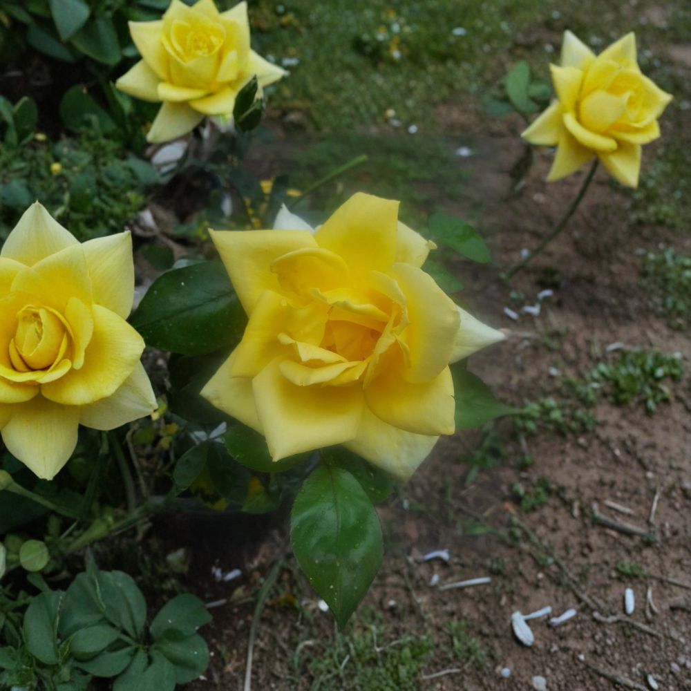 Oregold Grandiflora Rose 1 Gallon Live Bush Plant | Bright Golden Yellow Blooms | Rosa hybrid 'Oregold'