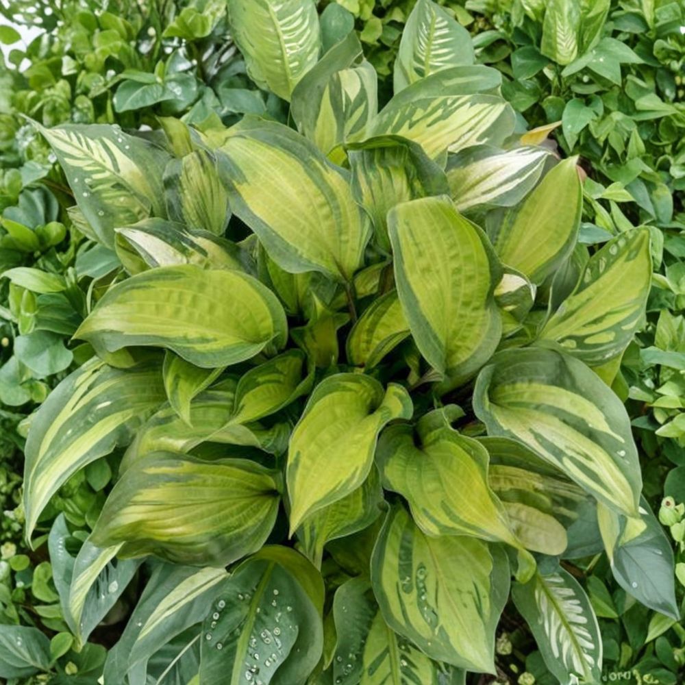 Hosta Starter Plant - Bare Root - Island Breeze - Yellow Variegated Foliage - Hosta 'Island Breeze' - Shade Garden Perennial