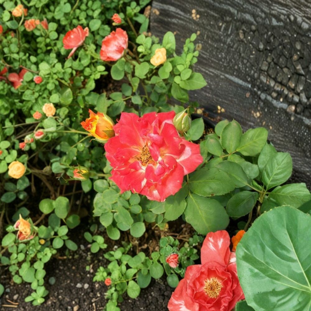 Pinata Rose Live Plant | 3 Gallon | Yellow Orange Multicolor Blooms | Rosa 'Pinata' | Garden & Landscape Friendly