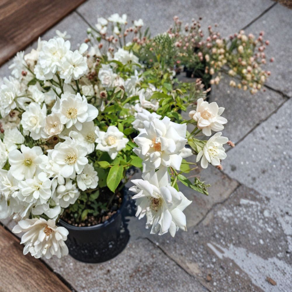 Iceberg Floribunda Rose Bush - Pure White Everblooming Shrub - 3 Gallon Plant - Rosa hybrid 'Iceberg' - Garden Favorite