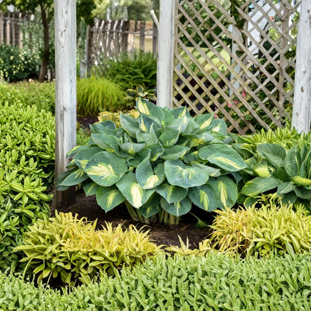 Hosta Starter Plant - Bare Root Hudson Bay - Blue Variegated Foliage with Creamy White Centers - Hosta 'Hudson Bay'