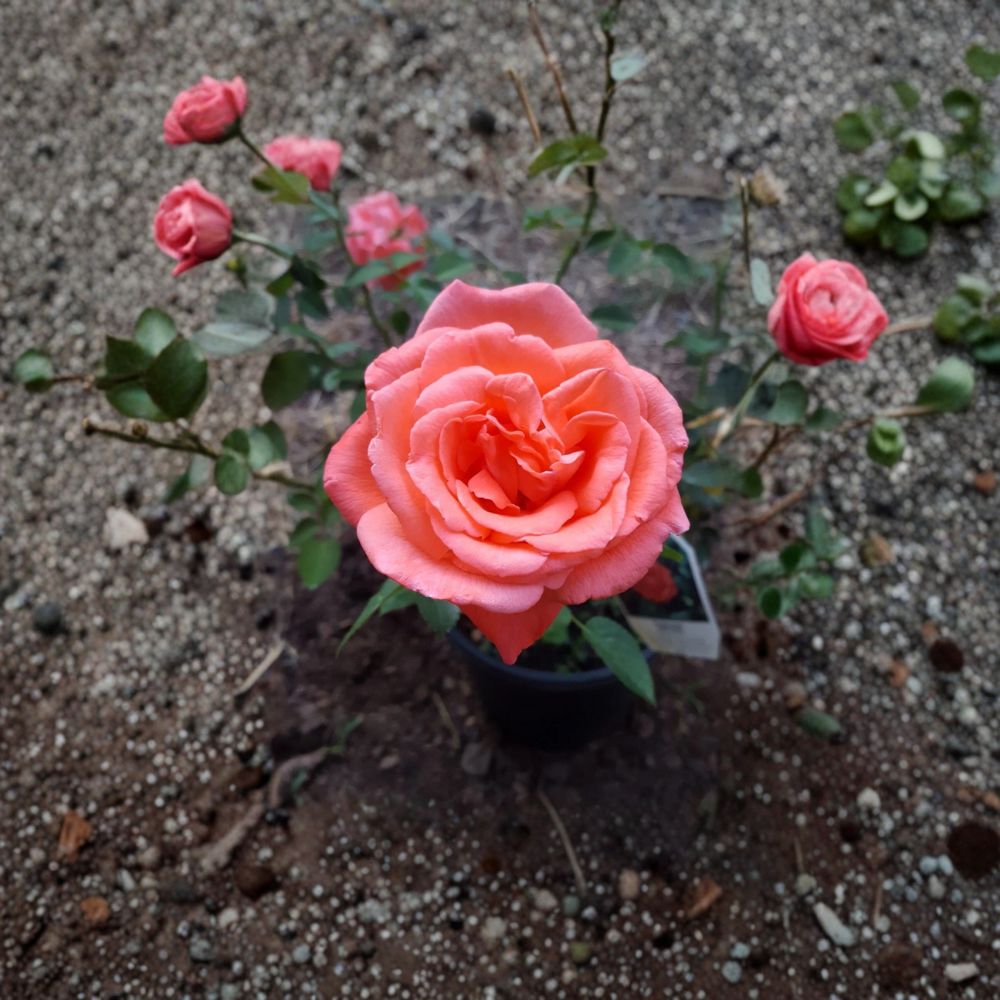 Tropicana Hybrid Tea Rose Bush Plant | 5 Gallon | Fragrant Orange Blooms | Rosa hybrid 'Tropicana' | Award-Winning Garden Rose