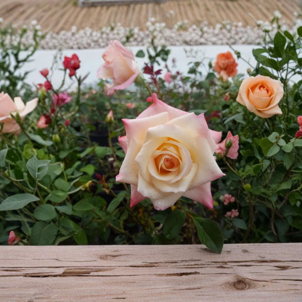 Peace Rose Live Plant | 3 Gallon | Yellow Blend Hybrid Tea Rose | Rosa 'Peace' | Award-Winning Garden Shrub