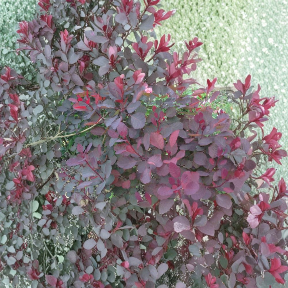 Dusky Maiden Smoke Tree - 4 Inch Pot Plant - Burgundy Foliage Shrub - Cotinus coggygria - Colorful Landscape Accent
