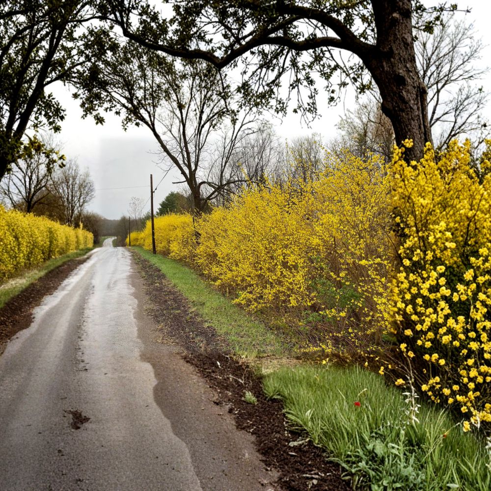 Northern Gold Forsythia Shrub - 1 Gallon Pot - Bright Yellow Flowers - Forsythia x intermedia - Cold Hardy Spring Blooms