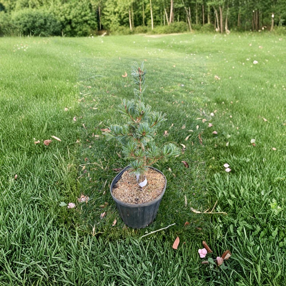 Pinus parviflora 'Adcock’s Dwarf' Live Plant | 12 Inches | Compact Evergreen Conifer with Blue-Green Needles | 1 Gallon Pot