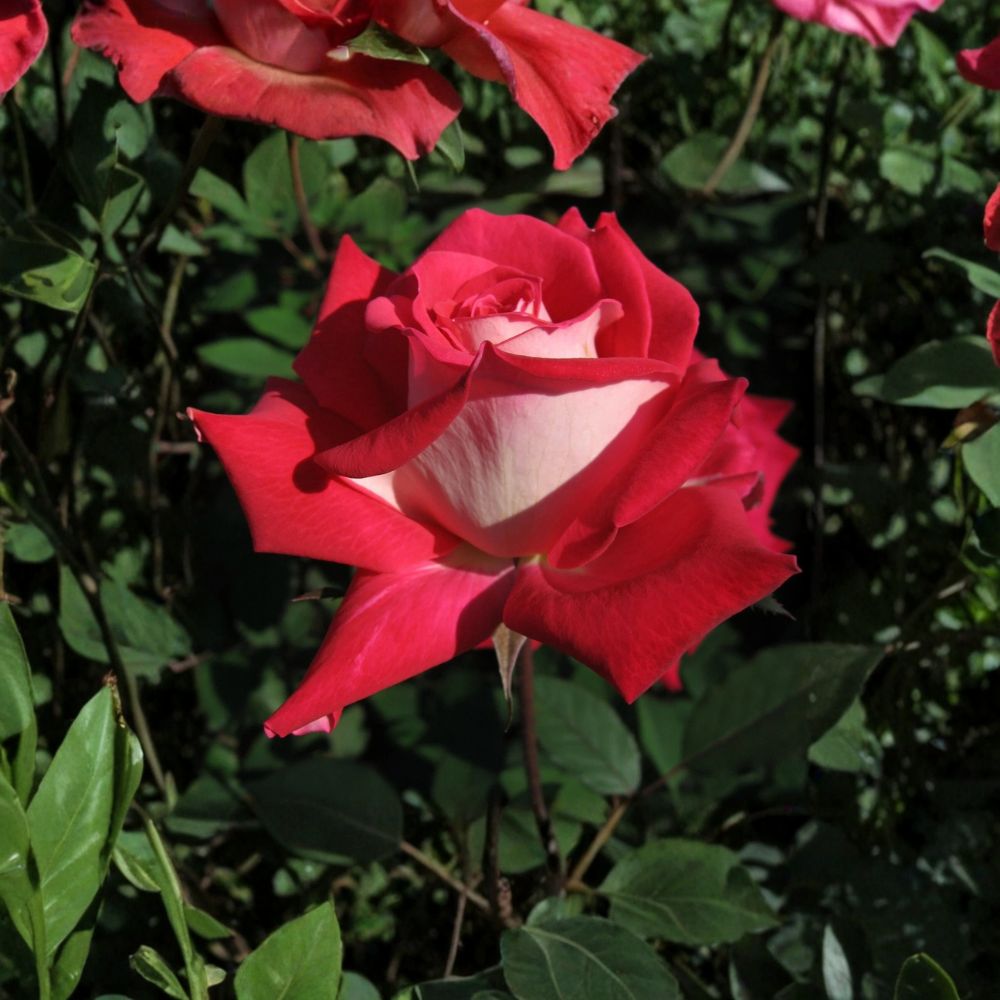 LOVE Grandiflora Rose Bush | 2 Gallon | Ruby Red & White Fragrant Blooms | Rosa 'LOVE' | Full Sun Flowering Shrub