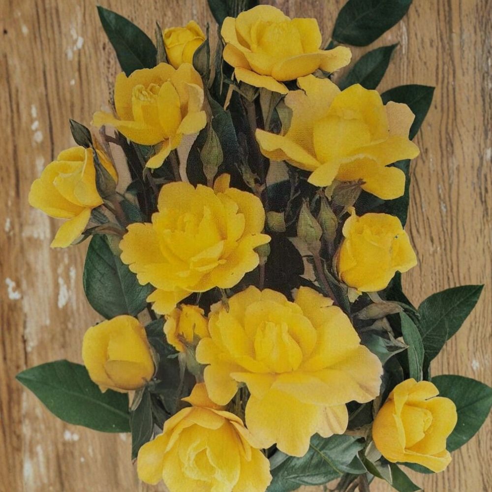 Climbing Golden Shower Rose Plant | 1 Gallon | Daffodil Yellow | Rosa hybrid 'Golden Showers' | Ideal for Trellis & Arbor