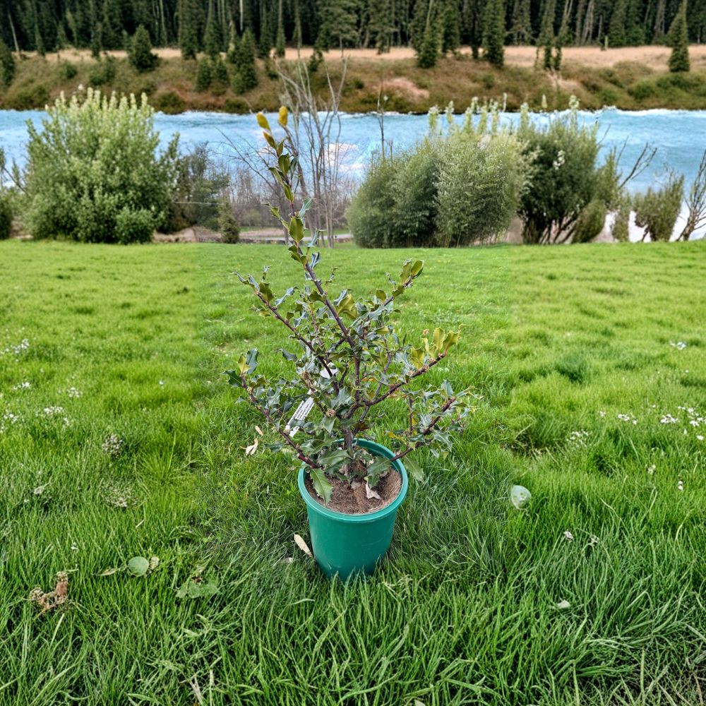 Hardy Male English Holly Plant | 2 Gallon Pot | Ilex aquifolium 'Beanie Johnson' | Evergreen Pollinator for Landscapes