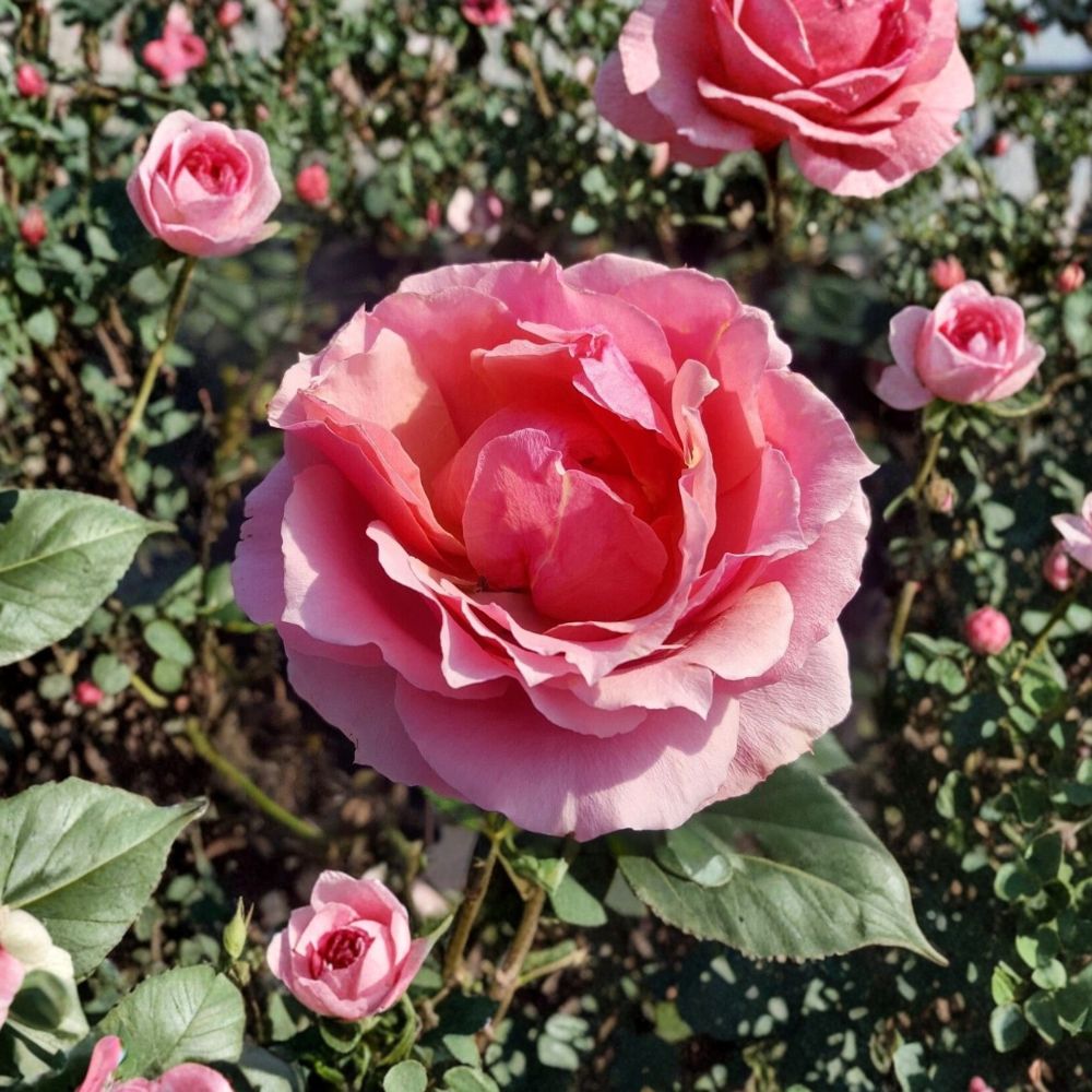 Princesse de Monaco Rose Plant | 3 Gallon | Bicolor Grandiflora | Rosa hybrid 'Princesse de Monaco' | Live Bush Plant