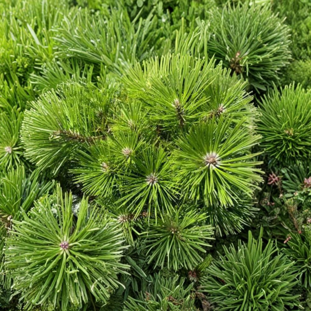 Japanese Red Pine Live Plant 12" | Pinus densiflora 'Vibrant' | Low Mounding Evergreen | Easy Care Landscape Conifer