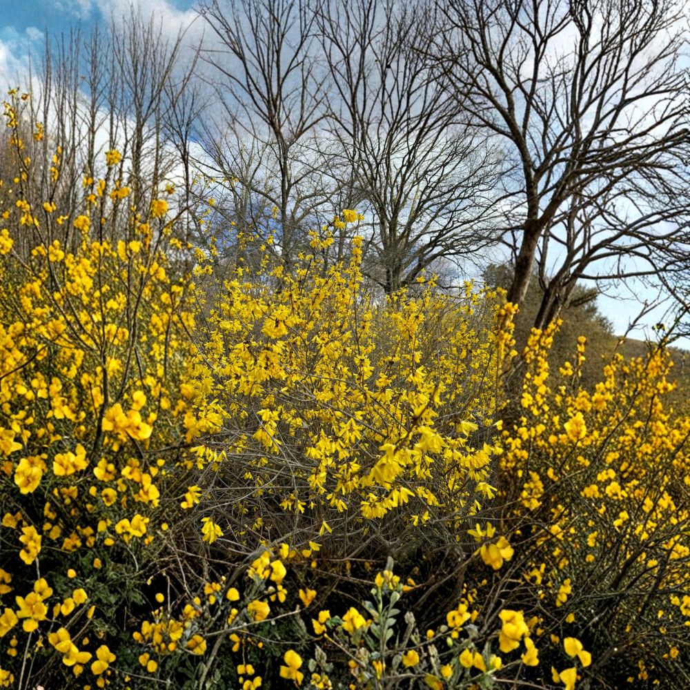 Forsythia Live Plant | 2 Gallon Pot | Vermont Sun Variety | Forsythia mandschurica | Bright Yellow Spring Blooms