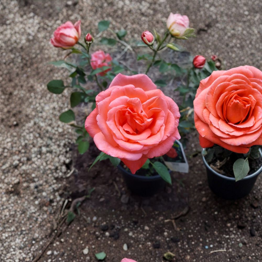 Tropicana Hybrid Tea Rose Plant - 5 Gallon Orange Rose Bush | Rosa 'Tropicana' | Fragrant Garden Flower | Full Sun Shrub