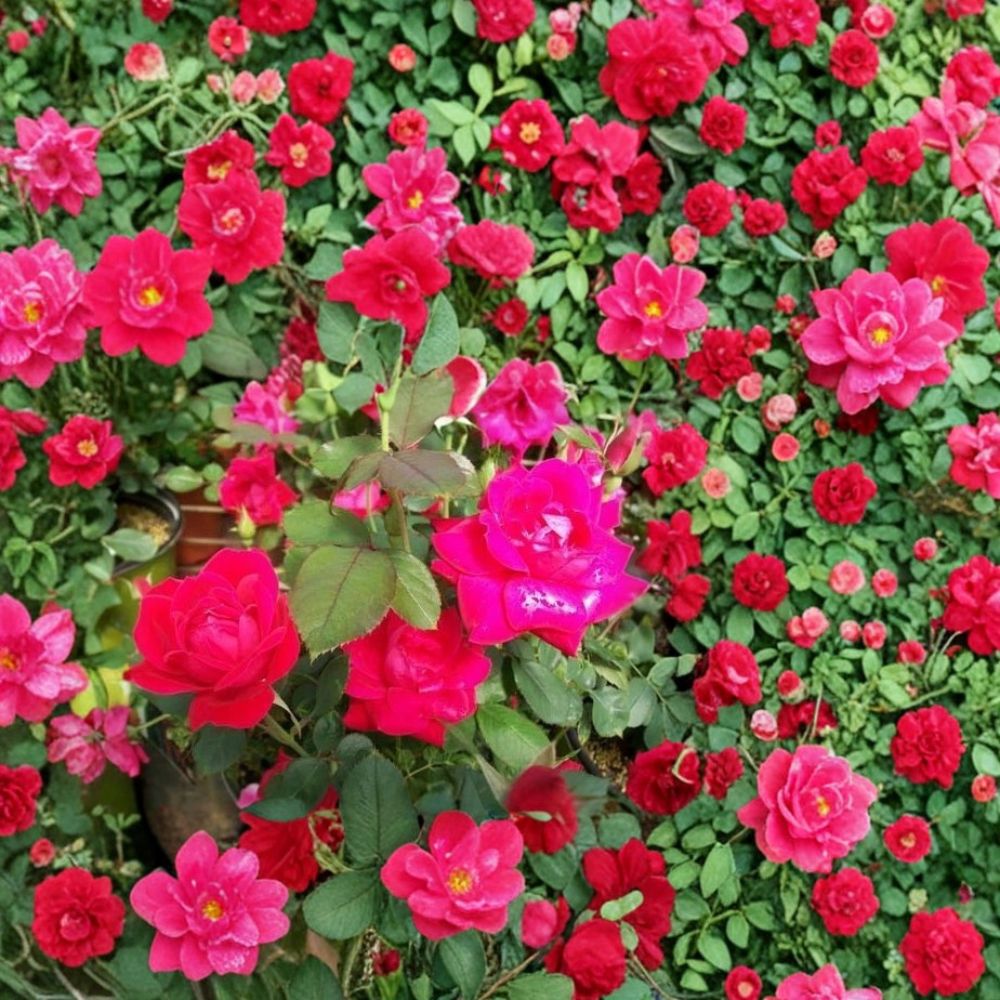 Double Knock Out® Red Rose Plant | 1 Gallon | Disease Resistant Shrub Rose | Rosa 'Double Knock Out'