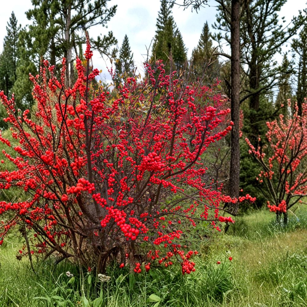 Winterberry Holly Plant | 1 Gallon | Ilex verticillata 'Winter Red' | Bright Red Berries | Deciduous Shrub for Landscaping