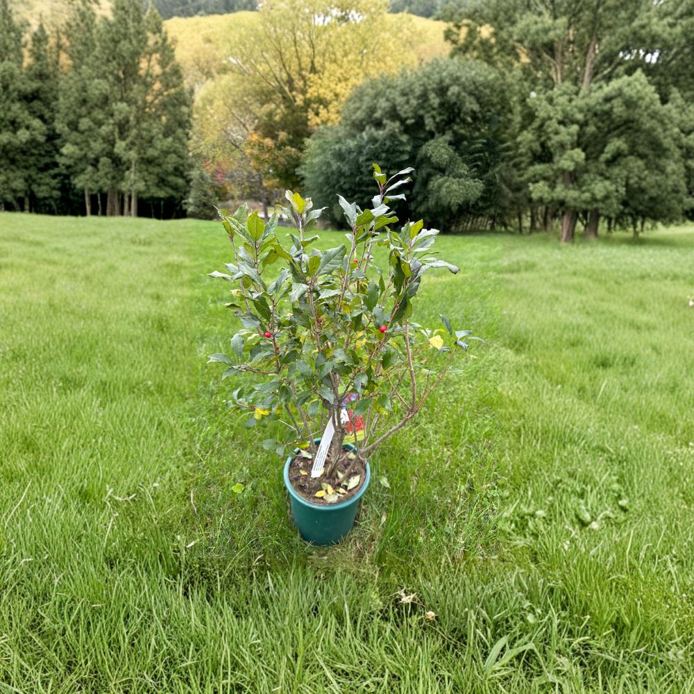 Dwarf Red Fruit Winterberry Live Shrub | 2 Gallon Pot | Ilex verticillata 'Kennebago' | Native Deciduous Plant for Gardens