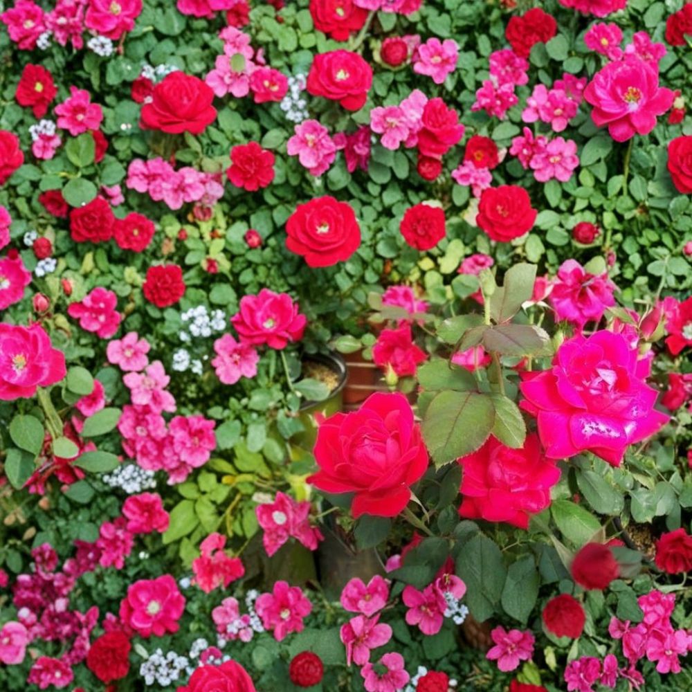 Double Knock Out® Red Rose Plant - 1 Gallon | Disease Resistant Rosa 'Radtko' | Easy Care Landscape Rose with Vibrant Blooms