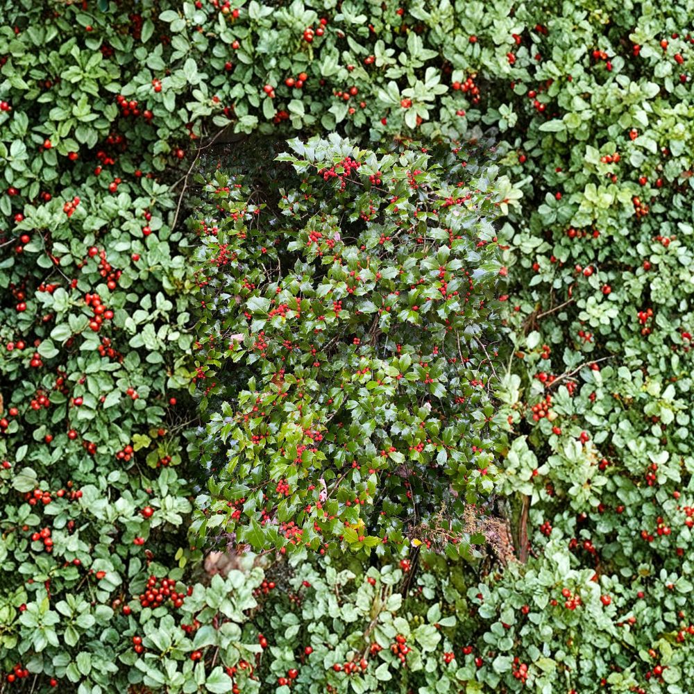 American Holly Live Plant | 12 Inches | Ilex opaca ‘Dan Fenton’ | Female Evergreen with Red Berries | 1 Gallon Pot