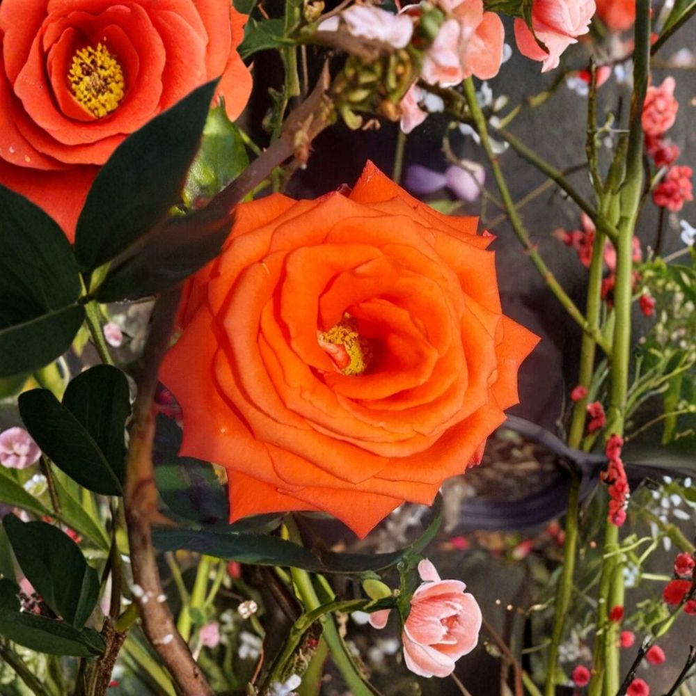 Marina Floribunda Rose Bush - 2 Gallon Salmon Orange Blooms - Rosa 'MARINA' - Everblooming Garden Shrub for Full Sun