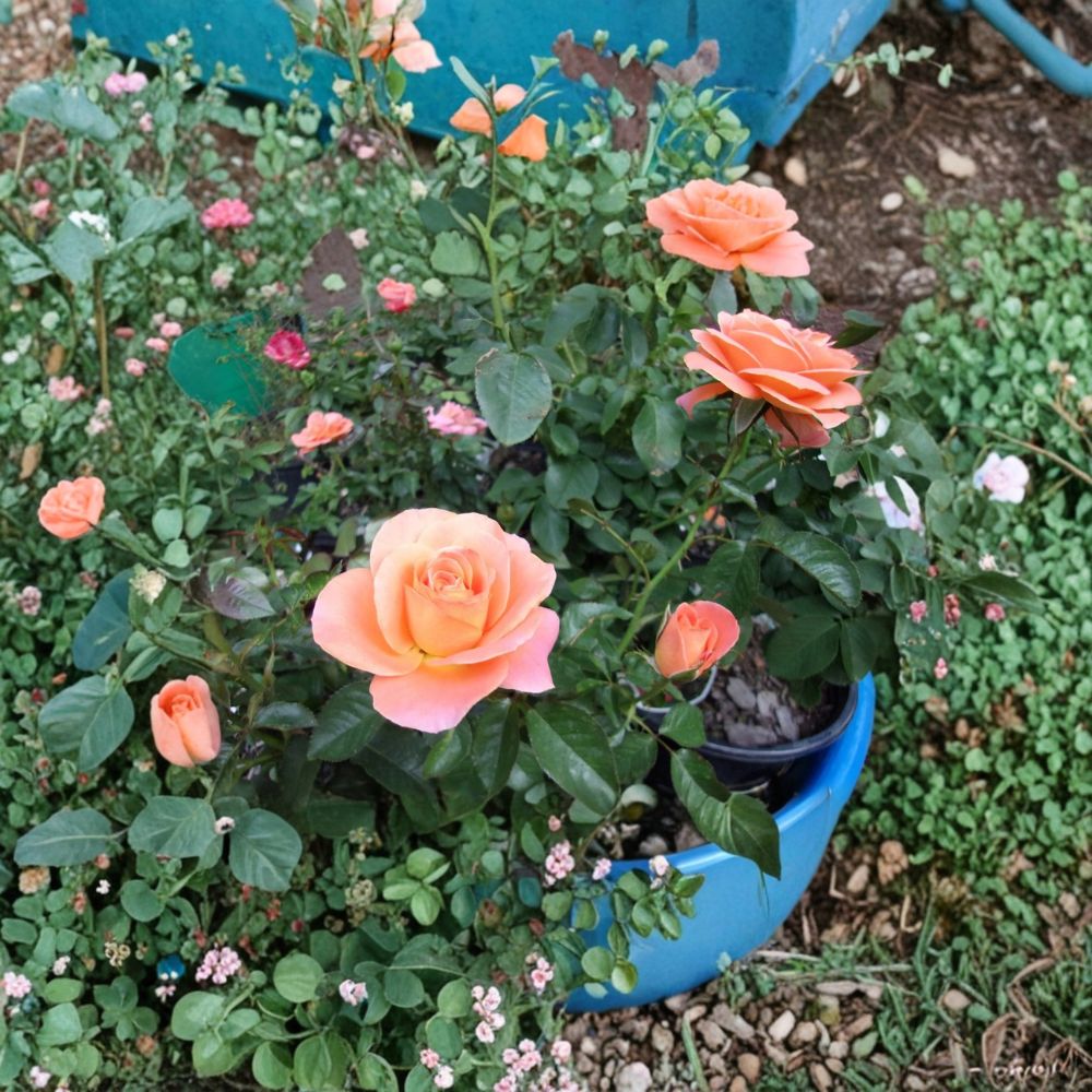 Grandiflora Rose Plant – 3 Gallon Orange Flowering Shrub | Rosa Grandiflora 'New Year' | Repeat Blooming Garden Rose