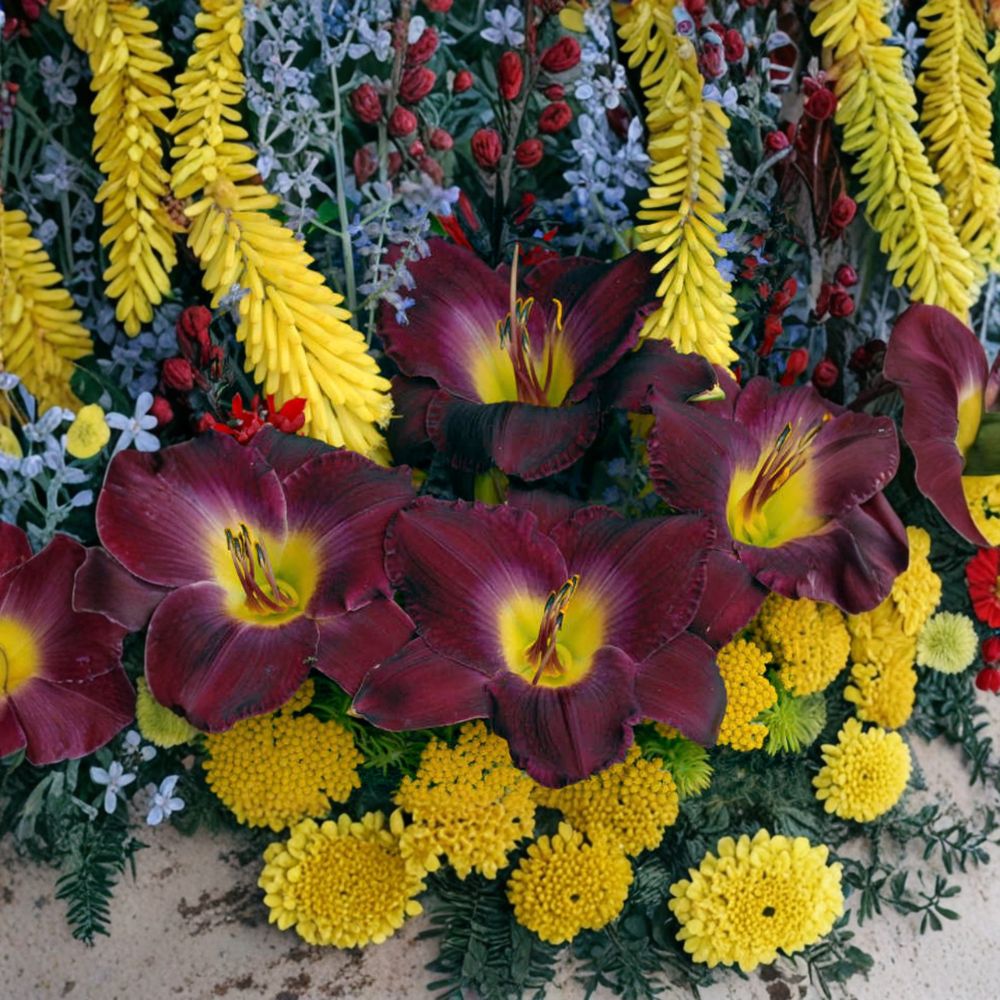 Hemerocallis 'Strutters Ball' Daylily - 3 Bare Root Plants - Deep Purple Blooms - Hardy Perennial Flower - Grade #1 Roots