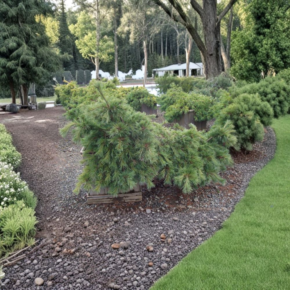 Weeping Evergreen Conifer Plant - 12" Niagara Falls White Pine (Pinus strobus) in 1 Gallon Pot - Cascading Landscape Specimen