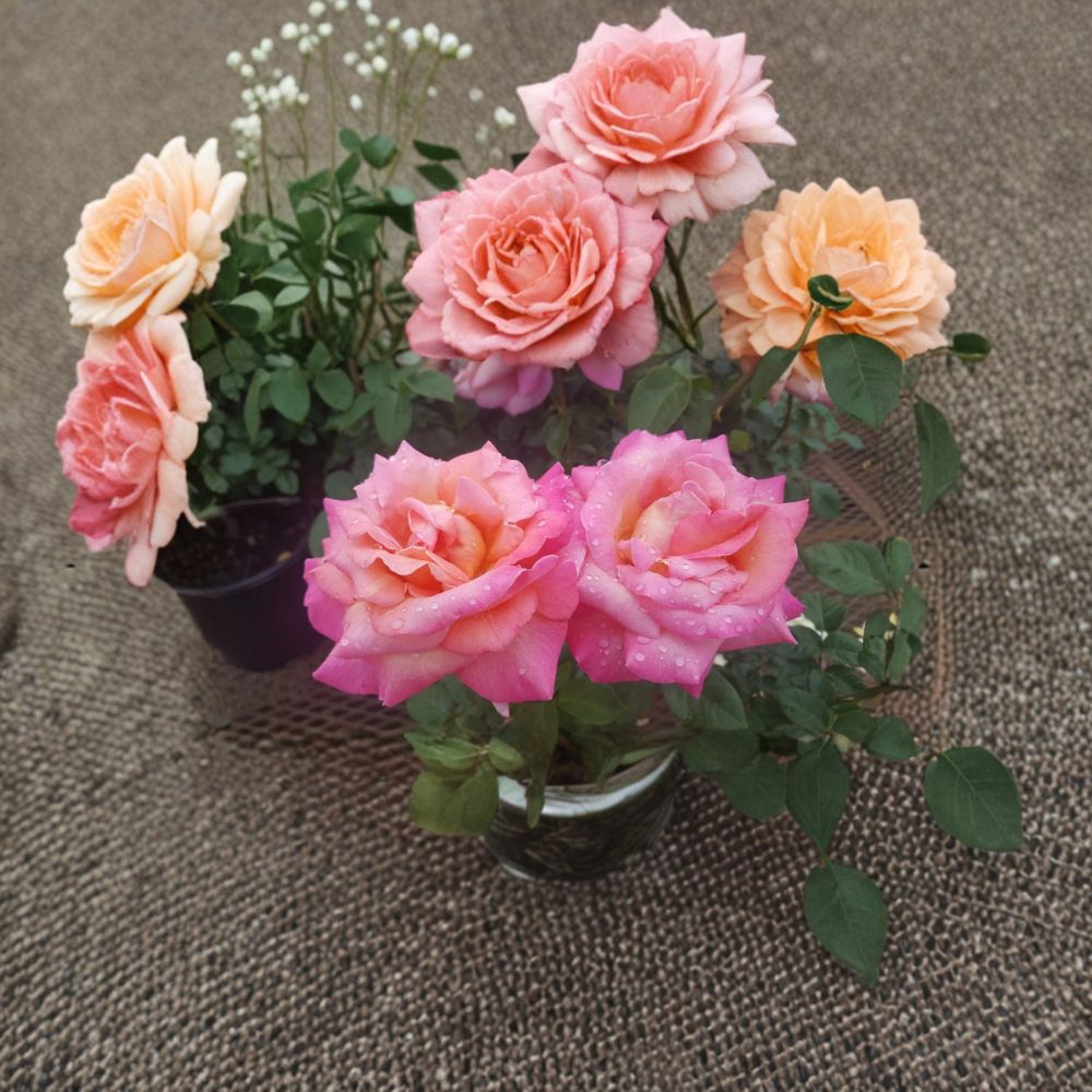Broadway Rose Live Plant 3 Gallon | Golden Yellow & Pink Hybrid Tea Rose | Rosa Hybrid Tea 'Broadway' | Fragrant Garden Bush
