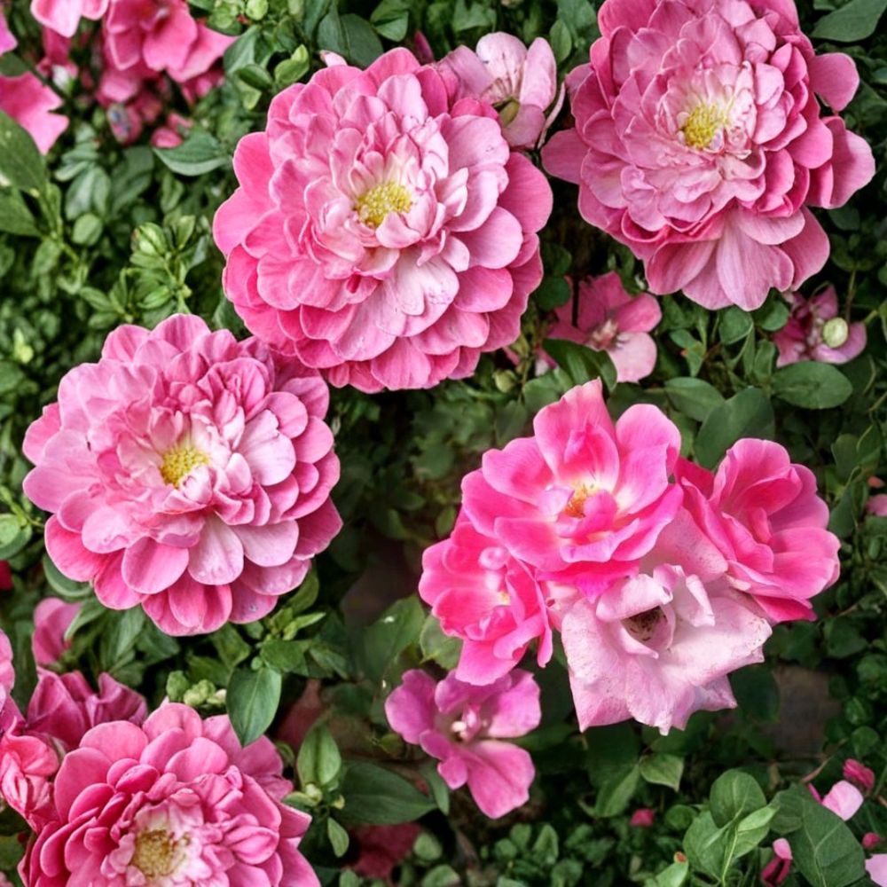Pink Knock Out® Rose Live Plant - 1 Gallon Medium Pink Disease Resistant Shrub Rose - Rosa 'RADcon' - Easy Care Garden Plant