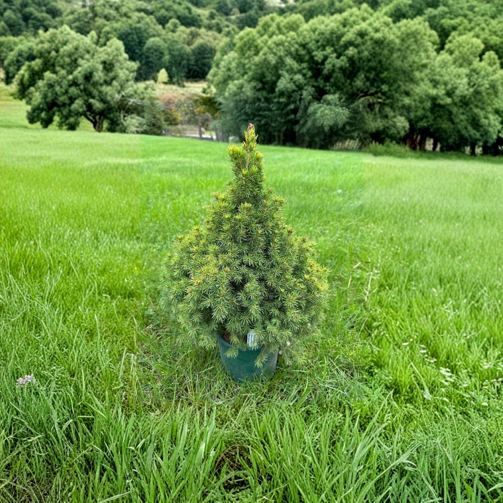 Picea glauca 'Summer Gold' Live Plant | 12 Inches Tall | Golden Conifer in 1 Gallon Pot | Easy to Grow, Landscape Friendly
