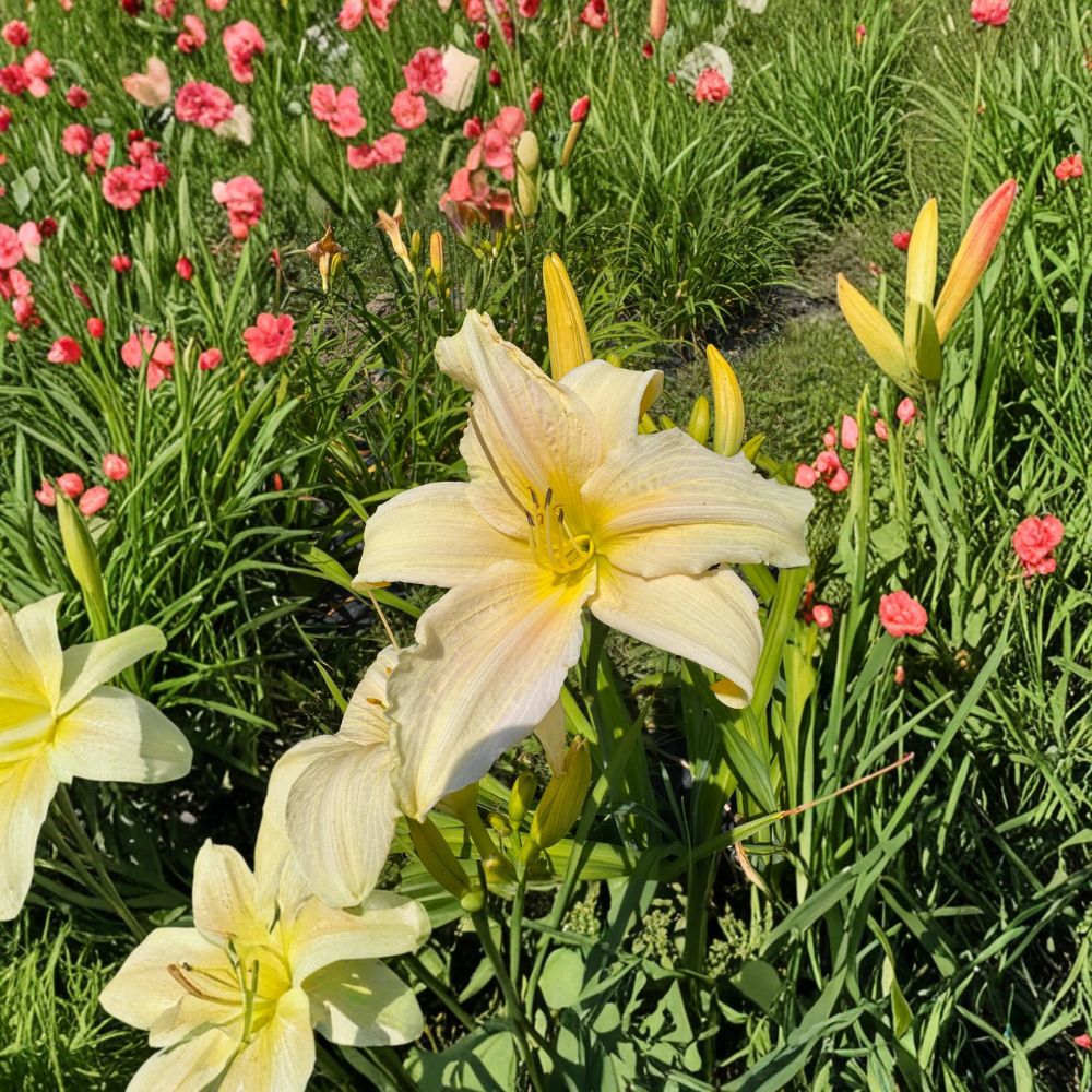 Gentle Blessing Daylily - 3 Bare Root Plants - Hemerocallis 'Gentle Blessing' - Hardy Perennial Flower - Easy to Grow